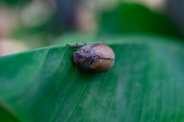 A Brown Chafer Beetle or June Bug Resting on a Green Leaf