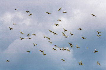 Flock of Cockatoos flying in the sky