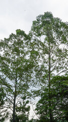 Fototapeta premium Tree Leaves on Branch – Natural Foliage, Botanical Detail, Greenery Background and Eco Nature Concept