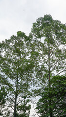 Tree Leaves on Branch – Natural Foliage, Botanical Detail, Greenery Background and Eco Nature Concept