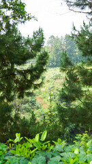 Tree Leaves on Branch – Natural Foliage, Botanical Detail, Greenery Background and Eco Nature Concept