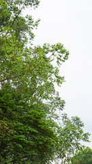 Obraz premium Tree Leaves on Branch – Natural Foliage, Botanical Detail, Greenery Background and Eco Nature Concept