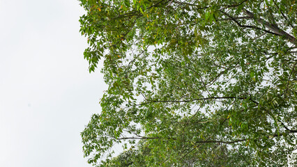 Tree Leaves on Branch – Natural Foliage, Botanical Detail, Greenery Background and Eco Nature Concept