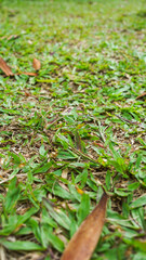 Obraz premium Tree Leaves on Branch – Natural Foliage, Botanical Detail, Greenery Background and Eco Nature Concept