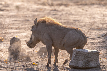 Closeup of a Common Warthog, Phacochoerus africanus, rubbing its posterior against a rock in Chobe National Park, Botswana.