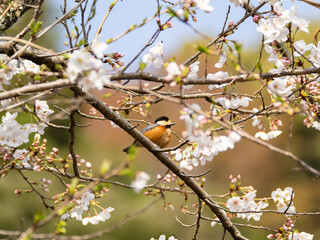 桜の中のヤマガラ