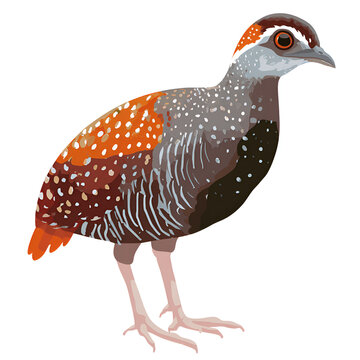 Barred Tinamou Cartoon Style Isolated on Transparent Background