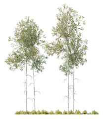Obraz premium Realistic tall tree cutouts with transparent background, ideal for clean integration into architectural renderings and visual design projects