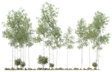 Dense woodland cutout trees with layered greenery, perfect for scenic backdrops and natural compositions