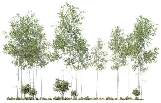 Dense woodland cutout trees with layered greenery, perfect for scenic backdrops and natural compositions