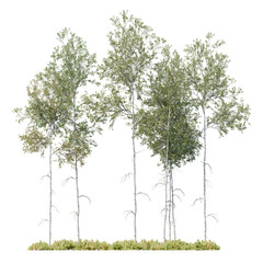 Slender tall trees with delicate foliage, isolated PNG cutout ideal for architectural renders, landscape design, and visual presentations