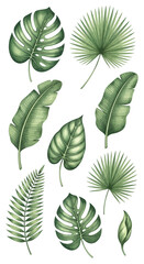 Fototapeta premium A detailed botanical illustration clip art set of various isolated tropical jungle leaves