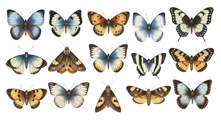 Fototapeta premium 16 Watercolor Butterflies Clipart Collection