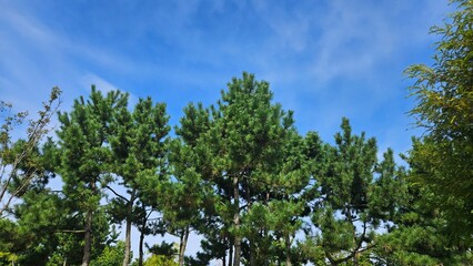 grass and sky