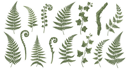 Botanical Ferns and Ivy Leaves Assortment Natural Greenery for Graphic Design Projects