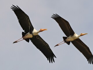 Two Painted Storks soaring with powerful wings fully extended over Lam Pak Bia Sky Thailand