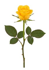 Obraz premium A single yellow rose with green leaves isolated on white background