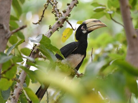 A juvenile Oriental Pied Hornbill perched on a fig tree branch at Kaeng Krachan Thailand