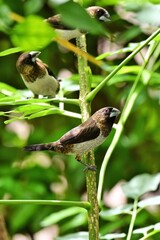 A group of White-rumped Munias perched on a branch with green background at Pathumtani Thailand