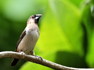 A White-rumped Munia perched on a branch with green background at Pathumtani Thailand