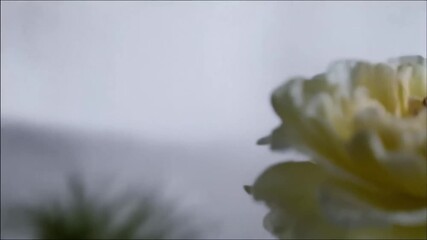 Elegant white rose with water droplets, close-up of delicate petals and soft lighting showcasing - Powered by Adobe