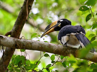 A female Oriental Pied Hornbill perched on a thick branch at Kaeng Krachan forest Thailand