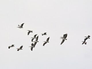 A flock of Spot-billed Pelicans soars gracefully against a light sky at Lam Pak Bia Thailand