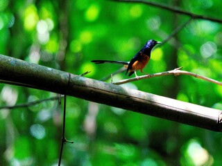 A White-rumped Shama perched on a bamboo branch at Kaeng Krachan Thailand