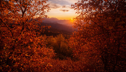 Fototapeta premium 逆光の木立からこぼれるハイライトが森の質感を立ち上げ自然保護や環境啓発の文脈にも展開しやすいトーン.生成AI