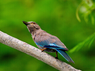 A Juvenile Indian Roller perched on a branch showcasing its stunning blue and brown feathers with natural background at Kaeng Krachan Thailand
