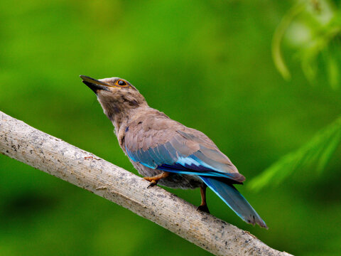 A Juvenile Indian Roller perched on a branch showcasing its stunning blue and brown feathers with natural background at Kaeng Krachan Thailand - Powered by Adobe