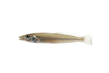 シロギス 釣りの魚 白バック