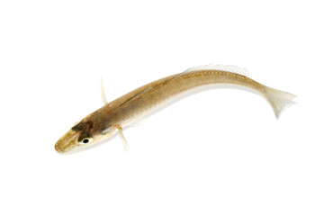シロギス 釣りの魚 白バック
