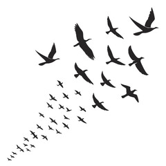 Flock of Birds Silhouettes Flying in Formation migration