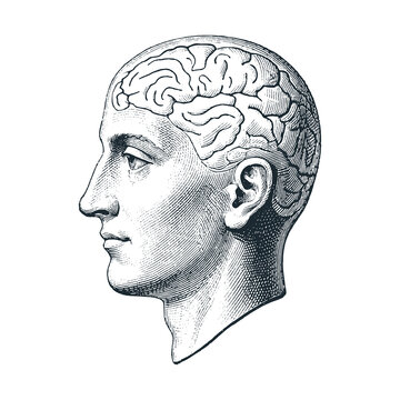 Phrenology head model. Black white hand drawn vector illustration.