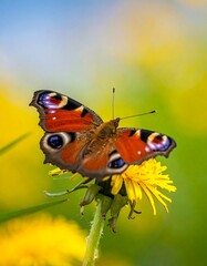 Colorful butterfly on a dandelion
