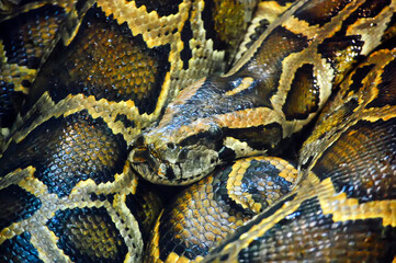 Close up of python snake showing scales and texture