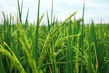 Lush Green Rice Field with Developing Grain in Agricultural Landscape