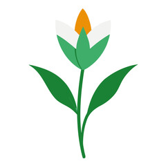 ornithogalum flower vector on white background