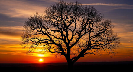 Dramatic silhouette of a tree with bare branches against orange autumn sunset