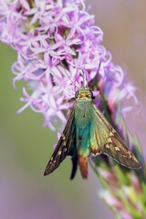 A butterfly that appears to be a long-tailed skipper (Urbanus proteus) on a purple-pink cluster of...