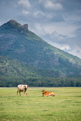 cows on a pasture, Kandalama, Sri Lanka