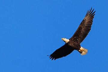 Bald eagle (Haliaeetus leucocephalus) flying over Lakewood Ranch, Florida