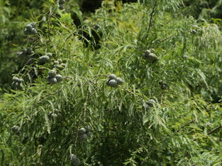 実をつけたラクウショウ（ヌマスギ）