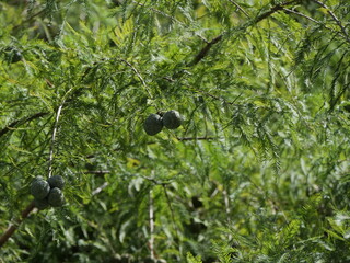 実をつけたラクウショウ（ヌマスギ）