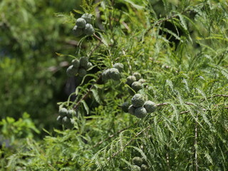 実をつけたラクウショウ（ヌマスギ）