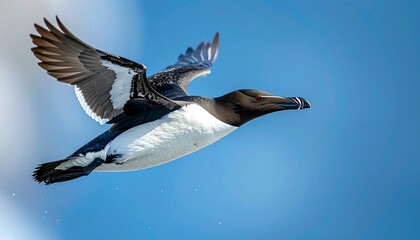 Bird in flight against a clear sky (1)