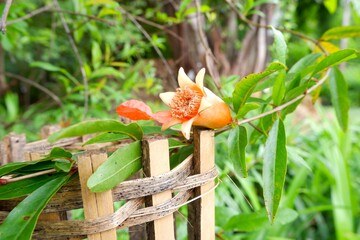 Pomegranate fruit tree in the garden