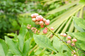 Murraya siamensis Craib in the park