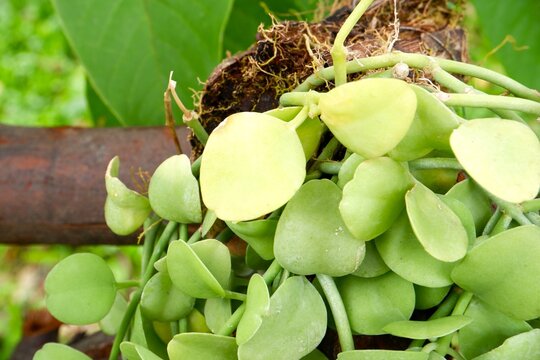 Extreme close-up of the overlapping, coin-shaped leaves of 'Kled Mungkorn,' highlighting the waxy, grey-green surface and succulent thickness.
